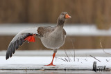 Adult Greylag Goose (ssp. anser )