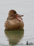 Female Northern Shoveler