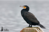 Adult Great Cormorant in non-breeding plumage (ssp.  sinensis )