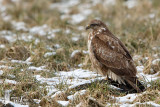 Immature Common Buzzard