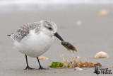 Adult Sanderling (ssp. alba ) in non-breeding plumage