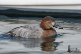 Adult female Common Pochard