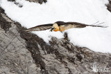 Adult Bearded Vulture