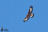 Immature Golden Eagle (first or second winter)