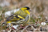 Adult male Eurasian Siskin