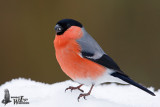 Adult male Eurasian Bullfinch