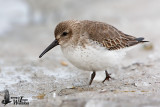 Immature Dunlin (first winter)