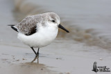 Adult Sanderling (ssp. <em>alba</em>) in non-breeding plumage