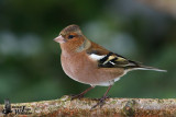 Adult male Common Chaffinch in non-breeding plumage