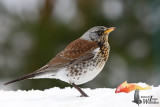Adult Fieldfare