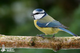 Adult Eurasian Blue Tit