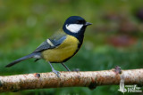 Adult male Great Tit