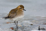 Adult European Golden Plover in non-breeding plumage