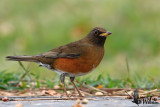 Adult male Brown-headed Thrush