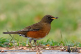 Adult male Brown-headed Thrush
