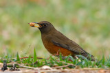 Adult male Brown-headed Thrush