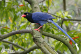 Adult Taiwan Blue Magpie