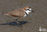 Adult male Kentish Plover