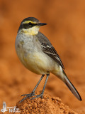 First winter male Eastern Yellow Wagtail (ssp. taivana)