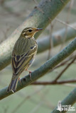 Olive-backed Pipit