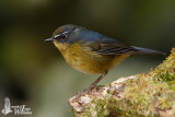 Male Taiwan Bush Robin