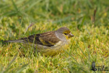 Adult female Corsican Finch