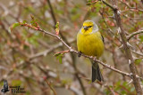 Adult male Corsican Finch