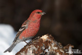 Adult male Pine Grosbeak