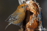 Adult female Pine Grosbeak