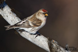 Common Redpoll