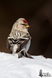 Adult Arctic Redpoll