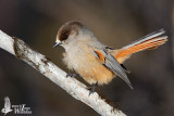 Adult Siberian Jay