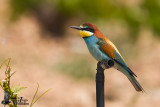 Adult European Bee-eater