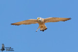 Immature male Lesser Kestrel (2nd cy)