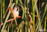 Adult male Bearded Reedling