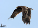 First winter Greater Spotted Eagle in flight