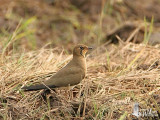 Oriental Pratincole roosting in a rice paddy