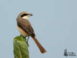 Male Brown Shrike of subspecies lucionensis