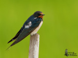 Barn Swallow