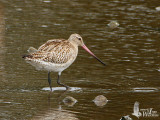 Juvenile female Bar-tailed Godwit (ssp. <em>menzbieri</em> or <em>baueri</em>)