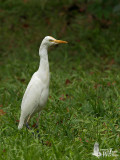 Adult Eastern Cattle Egret in non-breeding plumage