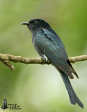 First winter Square-tailed Drongo Cuckoo (ssp. <em>brachyurus</em>)