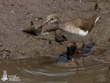 Adult Common Redshank in non-breeding plumage (presumably ssp. <em>eurhina</em>)