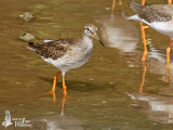 Juvenile Common Redshank (presumably ssp. <em>eurhina</em>)