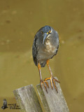 Adult Striated Heron (ssp. <em>javanica</em>)