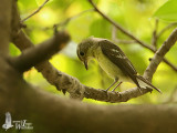 Immature (first winter) Yellow-rumped Flycatcher