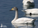 Immature Tundra Swan (ssp. <em>bewickii</em>)