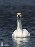 Adult Tundra Swan (ssp. <em>bewickii</em>)