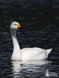 Adult Tundra Swan (ssp. <em>bewickii</em>)
