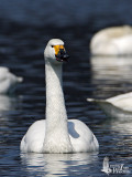 Adult Tundra Swan (ssp. <em>bewickii</em>)